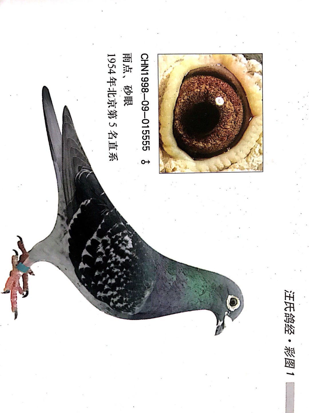 桃花砂标准种鸽图片图片